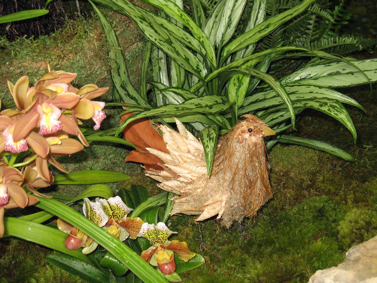 Missouri Botanical Garden Orchids - Missouri Botanical Garden As Our